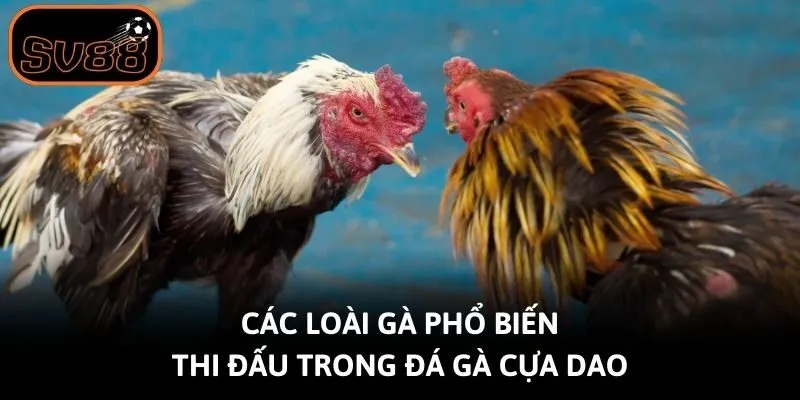 Các loài gà phổ biến thi đấu trong đá gà cựa dao