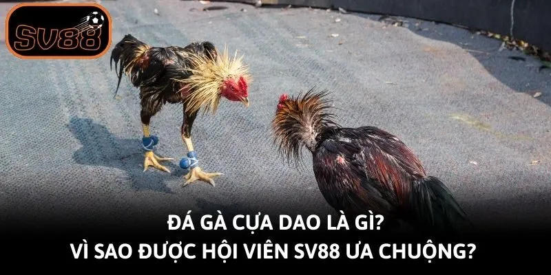 Đá Gà Cựa Dao Là Gì? Vì Sao Được Hội Viên Sv88 Ưa Chuộng? 