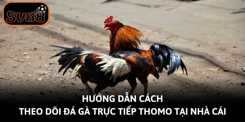 Hướng dẫn cách theo dõi đá gà trực tiếp Thomo tại nhà cái