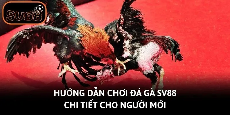Hướng dẫn chơi đá gà Sv88 chi tiết cho người mới