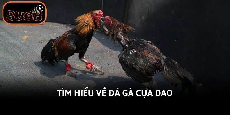Tìm hiểu về đá gà cựa dao